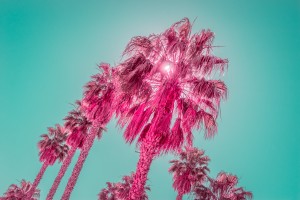 Tourmaline and Turquoise - Jewel Colored Palm Trees - Original Variant
